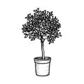 Monochrome sketch of orange tree or ficus benjamin growing in pot. Hand drawn potted plant. Black and white illustration