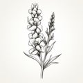 Monochrome Sketch Of Prairiecore Snapdragon With Long Stem