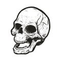 Monochrome skull with grunge texture