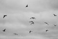 Monochrome sky with birds Royalty Free Stock Photo