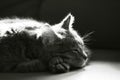 Monochrome sleepy kitten