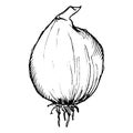 Monochrome spice hot napiform onion vegetable sketched line art vector Royalty Free Stock Photo