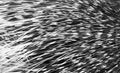 Monochrome spotted, striped natural background with porcupine quills. Close-up.