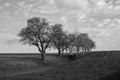 Monochrome Spring Landscape with Bare Trees in the Mostviertel, Lower Austria Royalty Free Stock Photo