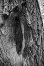 Monochrome texture of rough tree bark with hollow Royalty Free Stock Photo