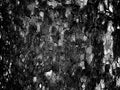 Monochrome texture. Tree bark bitmap texture.