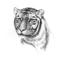 Monochrome Tiger Head Pencil Drawing