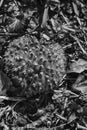 Monochrome Toadstools moss cone, forerst ground Royalty Free Stock Photo