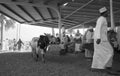 Cattle Auction