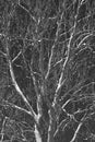 Monochrome tree branches