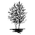 Monochrome trees silhouette sketched line art isolated vector