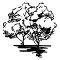 Monochrome trees silhouette sketched line art isolated vector