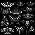 Monochrome Tropic Butterflies Silhouettes Royalty Free Stock Photo