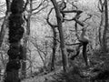Monochrome twisted spooky eerie winter trees in misty winter Royalty Free Stock Photo