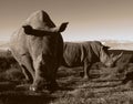 Monochrome of two white rhino Royalty Free Stock Photo