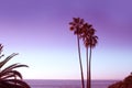 Monochrome ultraviolet toned palms of Laguna beach in Los Angeles