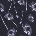 Black and white Chrysanthemum flowers isolated on black. Royalty Free Stock Photo