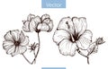 Monochrome vector hand drawn flowers on white background