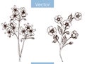 Monochrome vector hand drawn wildflowers on white background