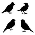 Monochrome vector illustration of black silhouettes of little birds