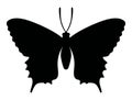 Monochrome vector papilio machaon silhouette.