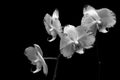 Four Beautiful phalaenopsis orchids against dark background