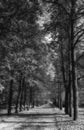 Monochrome view of beautiful alley of maple trees in autumn