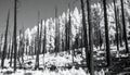 Monochrome View of a Fire-Ravaged Forest Royalty Free Stock Photo