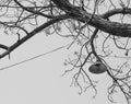 Monochrome vintage lamp hanging on the old tree, Thailand