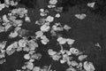 Monochrome water surface with autumn leaves Royalty Free Stock Photo