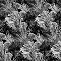 Monochrome watercolor seamless pattern with herbarium of protea flowers and tropical palm leaves on black Royalty Free Stock Photo