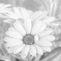 Monochrome white cape daisy blossom on a natural blurry misty background