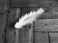 Monochrome white feather on the parquetry