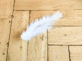 White feather on the parquetry