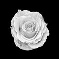 Monochrome white lush rose blossom macro on black background