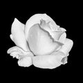 Monochrome white rose blossom macro with rain drops,black background, fine art still life close-up Royalty Free Stock Photo