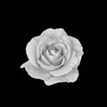 Monochrome white rose blossom with rain drops macro on black background Royalty Free Stock Photo