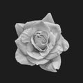 Monochrome rose macro with rain drops, detailed texture on gray background Royalty Free Stock Photo