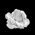 Monochrome white veined rose blossom macro