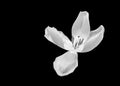 Monochrome white wide open tulip blossom macro on black background
