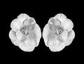 Monochrome young white camellia blossom pair on black background