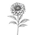 Monochrome Zinnia: Detailed Sketching Of A Black And White Flower Royalty Free Stock Photo