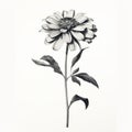 Monochrome Zinnia: Photorealistic Flower Drawing With Mid-century Illustration Style
