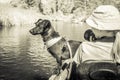 Monochromic view of a dog and a young girl, wearing a hat, in a kayak