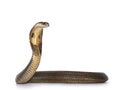 Monocled cobra snake on white Royalty Free Stock Photo