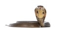 Monocled cobra snake on white Royalty Free Stock Photo