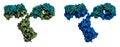 Monoclonal antibody (Immunoglobulin G, IgG2a, mAb) molecule, chemical structure. Most current biotech drugs are monoclonal