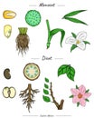 Monocot and dicot comparisons set Royalty Free Stock Photo