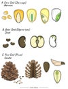 Monocot, dicot and conifer seed set illustration