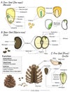 Monocot, dicot and conifer seed